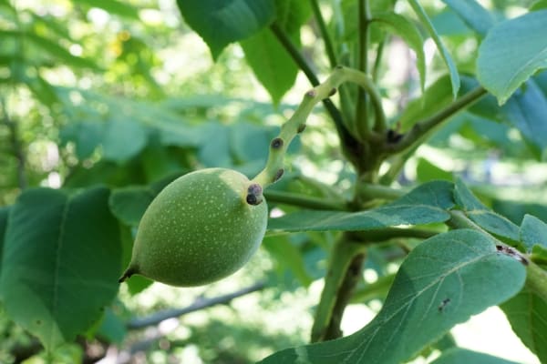 Heartnut Seedling