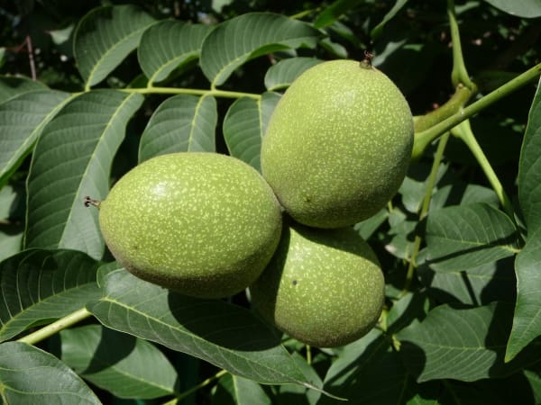Carpathian Walnut Seedling