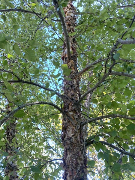 River Birch