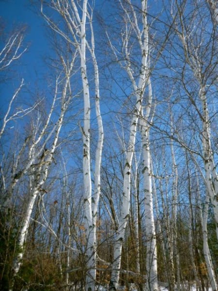 Paper Birch  main item image 