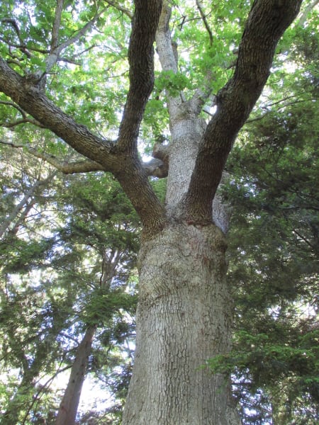 White Oak