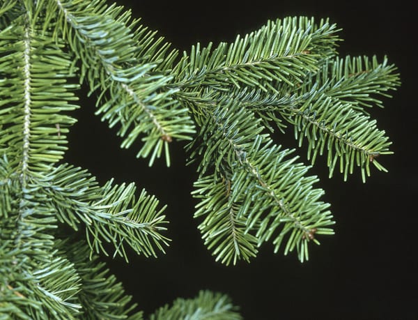 Balsam Fir