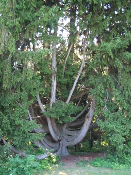 Norway Spruce