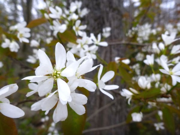 Allegheny Serviceberry