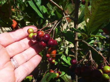Red Chokeberry Seedling