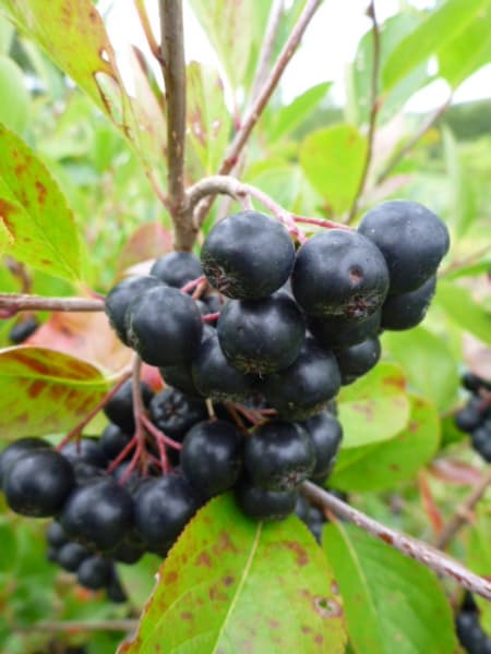 ‘McKenzie’ Black Chokeberry