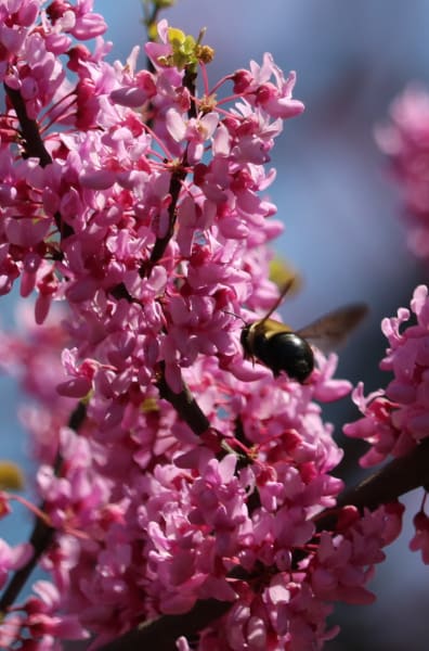 Redbud  main item image 