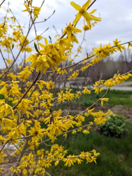 ‘Northern Gold’
