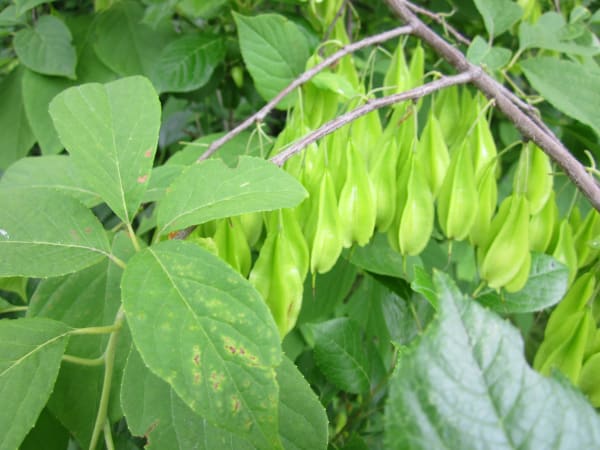 Carolina Silverbells  main item image 