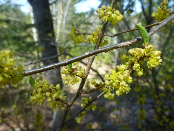 Spicebush