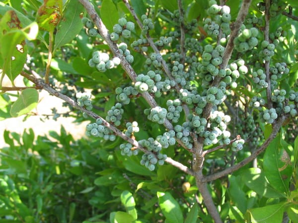 Bayberry