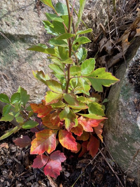 Fragrant Sumac