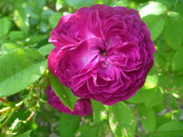 ‘Charles de Mills’