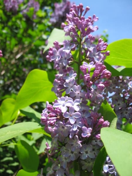 Common Purple