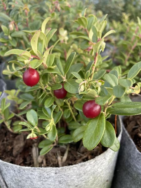 ‘Ruby’
