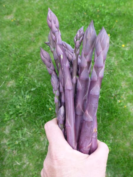 ‘Purple Passion’