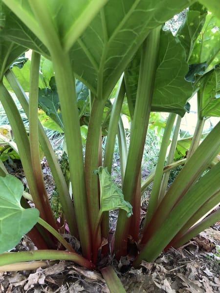 Rhubarb Seedling