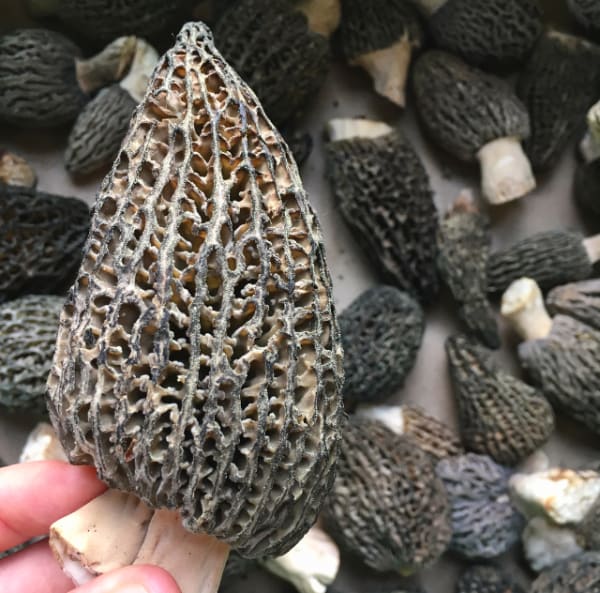 Morel