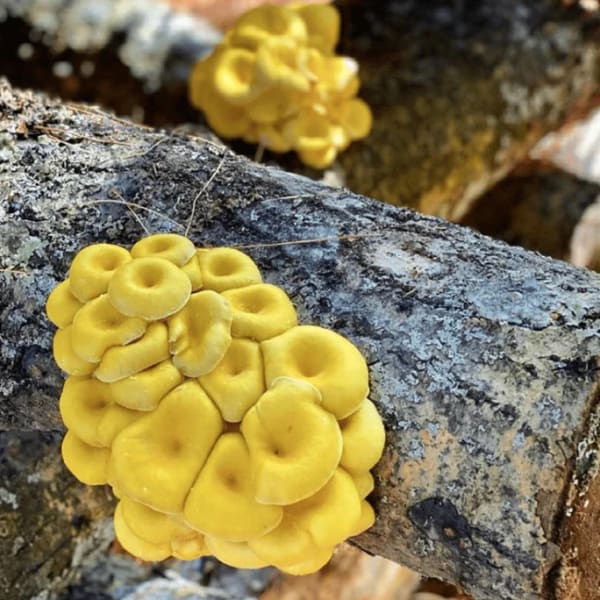 Golden Oyster