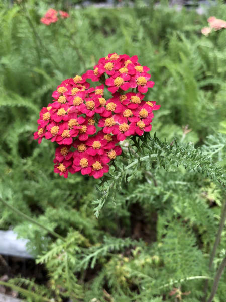 ‘Paprika’