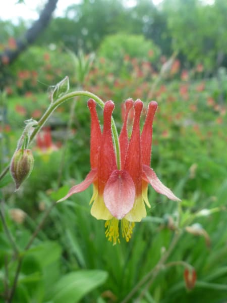 Wild Columbine