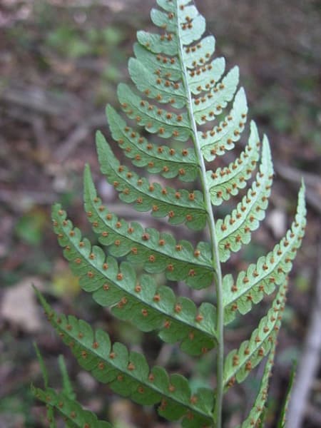 Leatherwood Fern