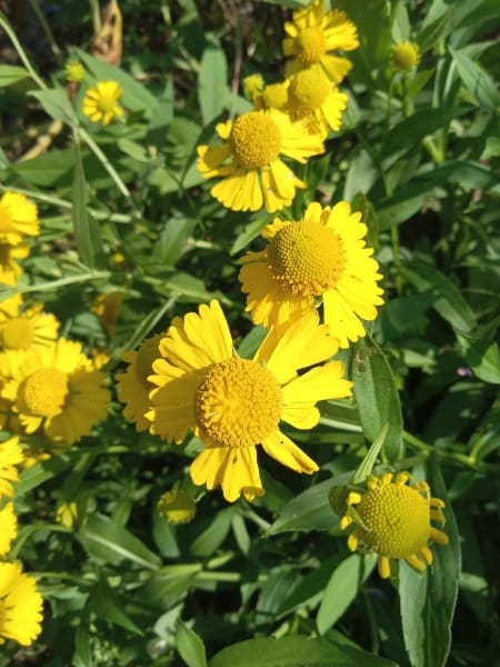 Gold Sneezeweed
