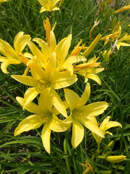 ‘Hyperion’
