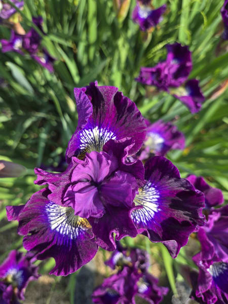‘Crimson Fireworks’