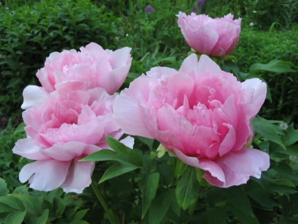 ‘Sarah Bernhardt’
