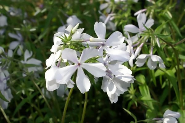 photo title: Phlox divaricata May Breeze 0zz.jpg
source: https://upload.wikimedia.org/wikipedia/commons/d/d9/Phlox_divaricata_May_Breeze_0zz.jpg
creator: David J. Stang
licensed under: CC BY-SA 4.0
this image has been cropped ‘May Breeze’