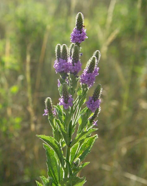 Hoary Vervain