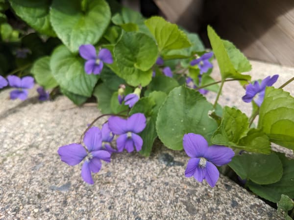 Common Blue Violet