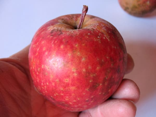 Adams Pearmain