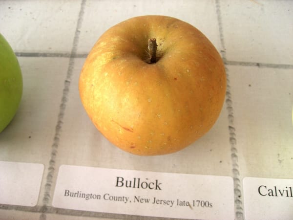 Bullock