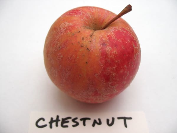 Chestnut
