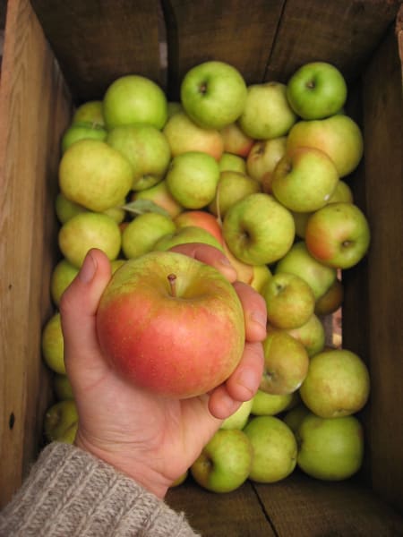 Gray Pearmain
