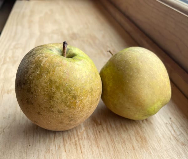 Hudson’s Golden Gem