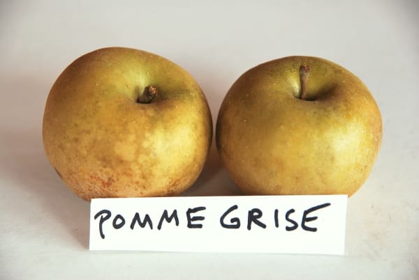 Pomme Grise