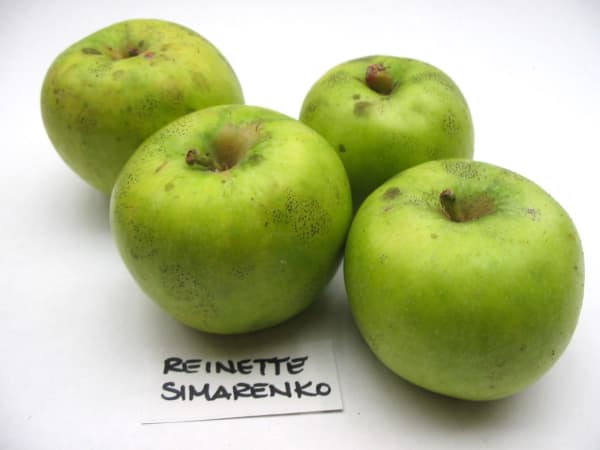 Reinette Simirenko