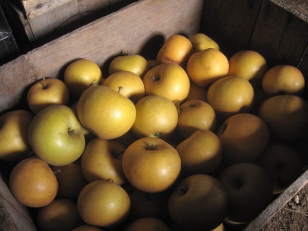St. Edmund’s Russet