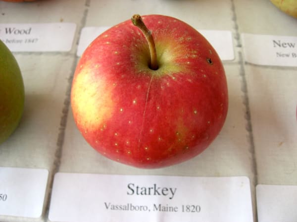 Starkey