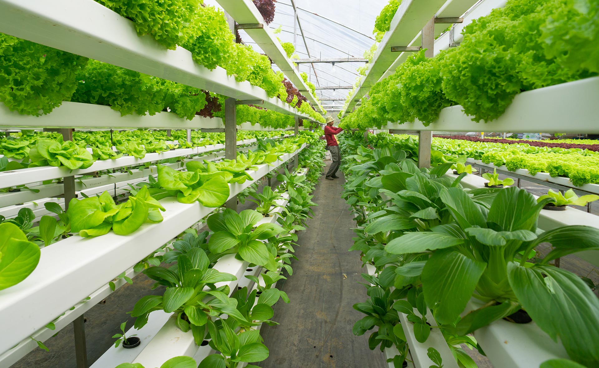 Hydroponics Image