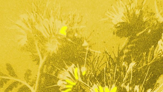 Jaune pour jour(s)