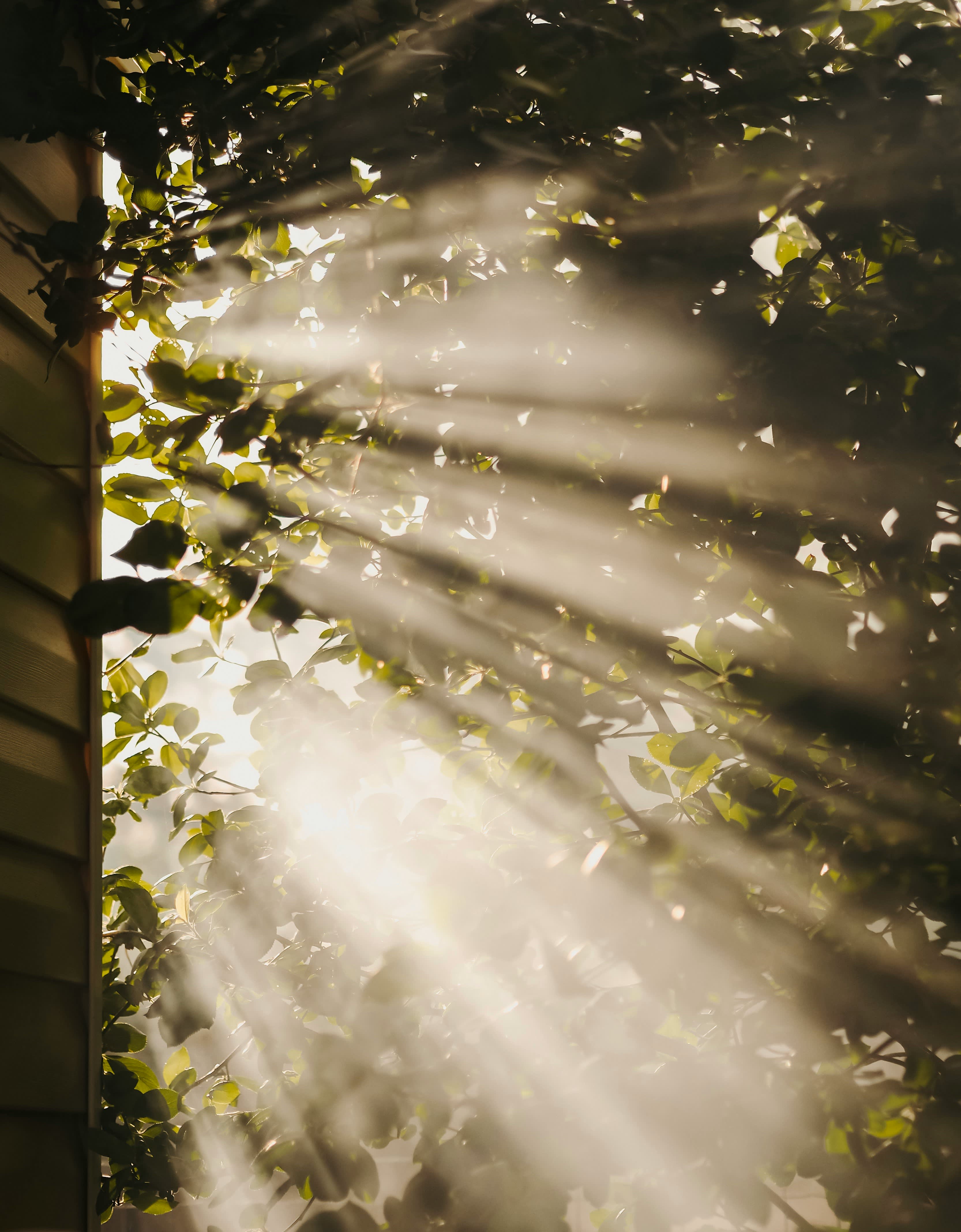 5 Day Module - The Expanded Self: Exploring Grief, Death, and the Afterlife
