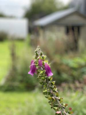 GTT Module - Lughnasadh: A Kernel of Hope with Cait Brainagan, 4-9 August 2026 in Ireland