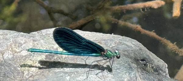 The Double Holotropic Breathwork Retreat in Greece, 15-19 July 2026