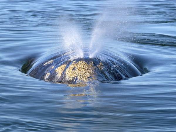 HolotropicUK April event: 23rd to 26th April