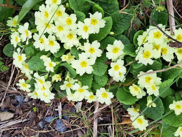 Holotropic Breathwork Wicklow