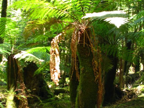 November Hobart Double Breathwork weekend with Vicky Nicholson